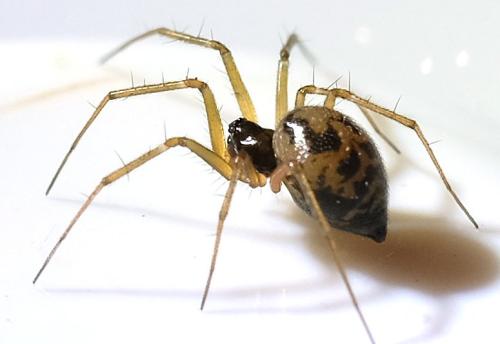 Tenuiphantes tenuis